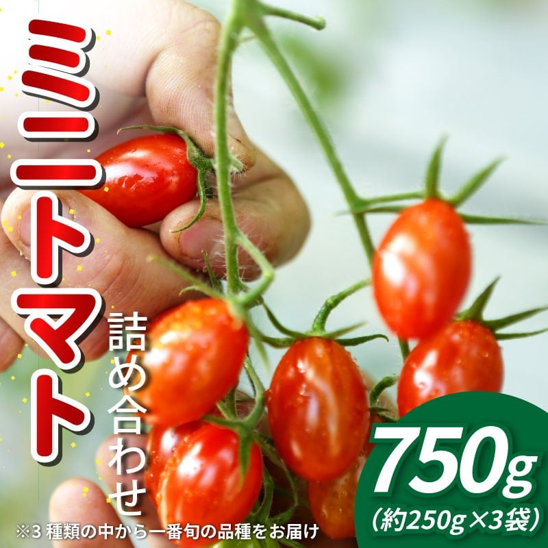 
            【先行予約】 トマト ミニトマト 750g （ 250g × 3袋 ） 小分け フランティーノ アマイマリー チコ 野菜 やさい トマト ジュース パスタ スパゲティー ソース サラダ ドレッシング サンドイッチ ハンバーガー ピザ カレー お取り寄せ グルメ 送料無料 徳島県 阿波市 ヴェリタス株式会社
          