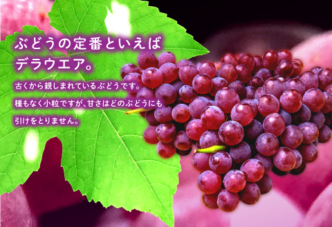B-545 【先行予約】今が旬！デラウエア 2kg【ぶどう デラウェア 先行予約 期間限定 季節限定 早期予約 果物 くだもの フルーツ 葡萄 ブドウ】