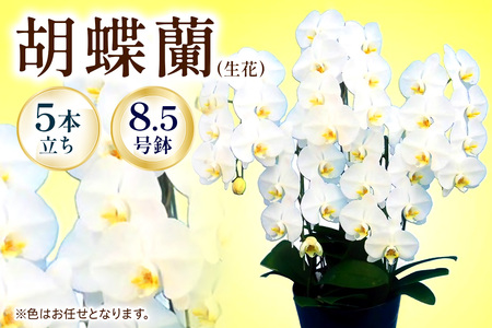 【3~5本立ち8.5寸】生産農家直送！胡蝶蘭 1鉢【足柄金太郎洋蘭園】開成町 胡蝶蘭 洋蘭 胡蝶蘭 蘭 お花 胡蝶蘭 生花 胡蝶蘭 鉢花 鉢 [BDAB012]