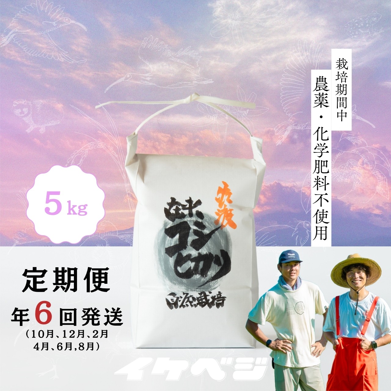 
                  【6回定期便】佐渡産 従来コシヒカリ 玄米 合計30kg（5kg×全6回）令和8年産 特別栽培米 従来品種 隔月お届け | 新潟県産コシヒカリ 新潟産コシヒカリ 佐渡産コシヒカリ 新潟県産こしひかり 佐渡産こしひかり 従来種 お米 米 こしひかり 玄米 げんまい おこめ コメ 5キロ にいがた さど 新潟県 佐渡市
                