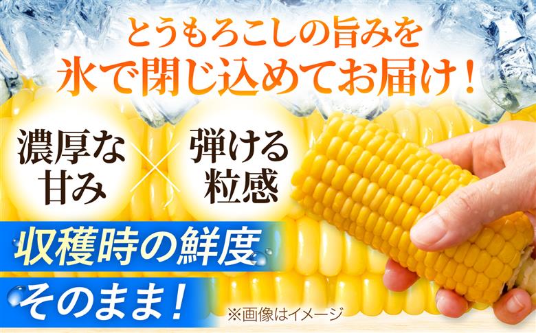 【2026年8月中旬以降順次発送】 氷詰めとうもろこし 恵味 10本 | とうもろこし 野菜 トウモロコシ コーン 北海道 季節の野菜 夏野菜 | ベジタブルワークス株式会社 [BPAD004]
