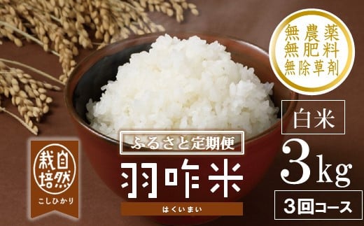 3回定期便 3kg 精米 コシヒカリ 自然栽培米 令和7年産 3回 数量限定 3kg × 3回 計 9kg 白米 コシヒカリ 羽咋米 自然栽培米 精米 羽咋 米 能登 こしひかり こだわり 石川県産 環境 白米 こめ コメ お米 2025年産 おこめ 精米 R7 ご飯 ごはん 送料無料 数量 限定 ギフト ふるさと納税 能登 石川 羽咋 はくい