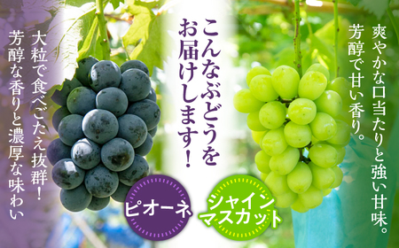 【先行予約】 シャインマスカット ぶどう おまかせ食べ比べ セット 3～4種（各1房） 日田市 / いのうえぶどう園[ARDO001]