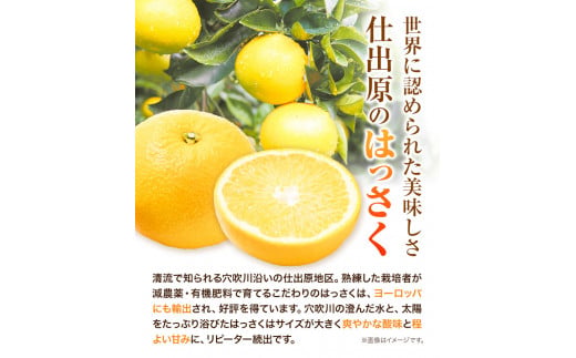 八朔 はっさく 10kg ＜ 先行予約 ＞ 《2026年2月上旬‐2026月3月上旬頃出荷》仕出原八朔生産組合 徳島県 美馬市 果物 くだもの フルーツ 特選 ゼリー ジュース ピール　 八朔 10k
