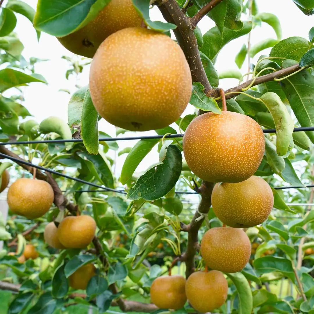 先行予約 新美月梨 約3kg(6~10個)  新潟県オリジナル品種 三条市 小野里果樹園