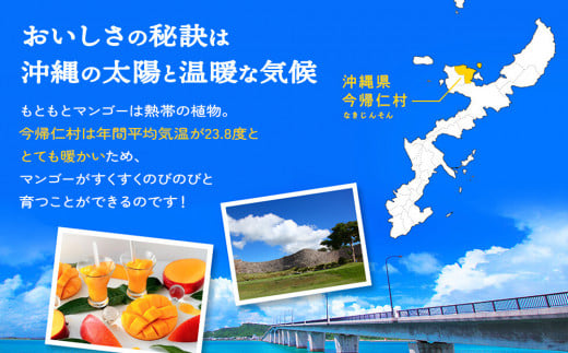 今帰仁マンゴーA級１kg以上【先行予約】【2025年7月～8月上
