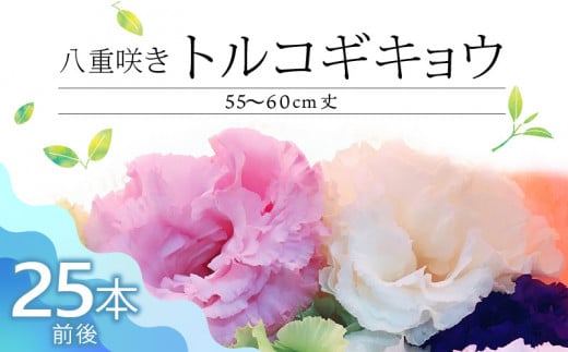 生花　八重咲きトルコギキョウ　60cm規格　25本前後