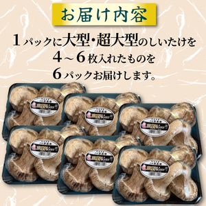 きのこ しいたけ 4～6枚 大型 しいたけ しいたけ しいたけ しいたけ