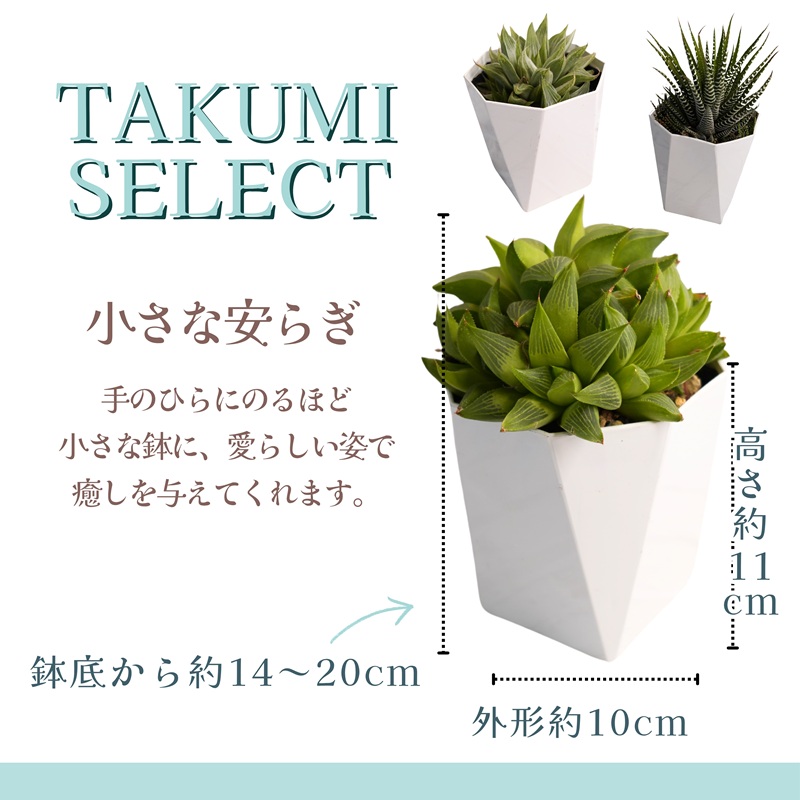 緑の匠が選んだ観葉植物 素敵な空間づくりに 多肉植物3種( 観葉植物 多肉植物 インテリア 植物 贈り物 送料無料 )【B6-038】