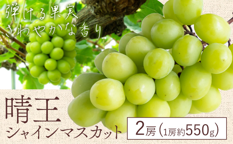 【先行予約】シャイン マスカット 晴王 2房（1房550g以上）マスカット ブドウ 葡萄 岡山県産 国産 フルーツ 果物 ギフト 桃茂實苑《7月上旬-8月中旬頃出荷》岡山県 浅口市 フルーツ ぶどう 果物 青果 旬 葡萄 国産 岡山県産【配送不可地域あり】