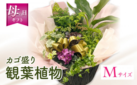 【数量・期間限定】【母の日】観葉植物 カゴ盛り Mサイズ_M238-007_02-MD