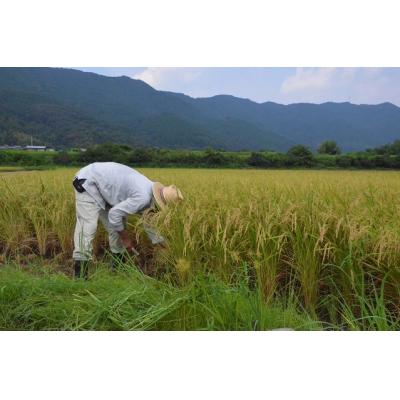 ふるさと納税 越知町 「おち米」定期便　(3kg × 6回)　産直　白米 |  | 03