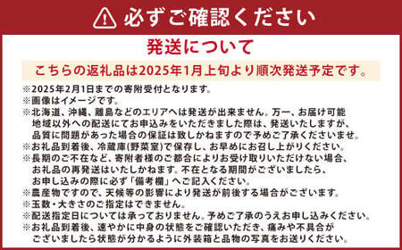 熊本県産 いちご （恋みのり）2パック 約560g 苺 恋みのり こいみのり 【2025年1月上旬発送開始】