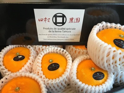 【2月下旬より発送】 先行予約 特級品 せとか 4.5kg みかん 柑橘 果物 フルーツ 松山市 愛媛県 おすすめ人気 【TMN019_x】