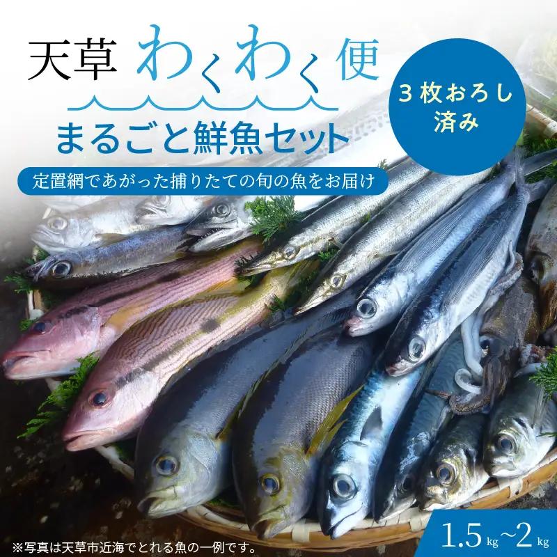 S059-018A_【3枚おろし済み】 天草わくわく便 まるごと鮮魚セット
