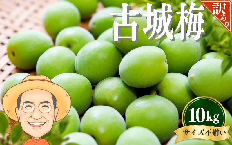 
                  【訳あり・ご家庭用】古城梅 約10kg (＋補償100g) サイズ不揃い カキエモン農園 【2027年5月下旬～6月中旬頃順次発送】 和歌山産 梅干し 梅酒 梅シロップ 果実 うめ 梅 ウメ カキエモン 農園 送料無料 なんこううめ なんこうばい なんこう梅 加工用 家庭用 紀州【BX-kkem026A】
                