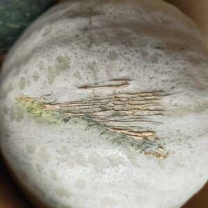 かぼちゃセット　合計約8kg(青森県十和田市産) 　メルヘン、雪化粧【配送不可地域：離島】【jhgfd】