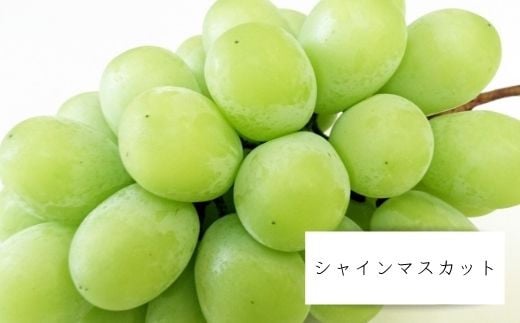No.1711シャインマスカット 約2.5kg (3～4房)【2025年発送】