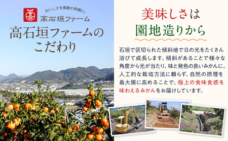 訳あり はるか 1kg M～2Lサイズおまかせ 高石垣ファーム