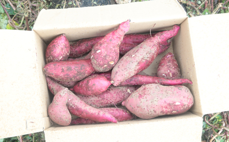 【さつまいも】訳あり さつまいも 10kg