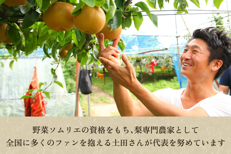 【贈答用】新潟県産和梨 あきづき 約5㎏（7〜14玉） 《9月中旬から順次発送》梨 なし ナシ あきづき 果物 果樹 フルーツ 樹上完熟 加茂果樹専門家集団 加茂市 想樹