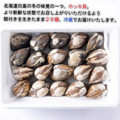 ふるさと納税 新ひだか町 <2025年1月中旬より順次発送>北海道産活ホッキ貝 20個 |  | 01