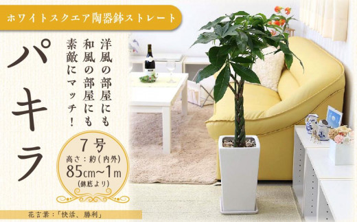 
【観葉植物】パキラ 7号 ホワイトスクエア陶器鉢 ストレート 高さ:約85cm～1m内外(鉢底より) ｜観葉植物 インテリア 部屋 おしゃれ 福岡県筑前町 送料無料
