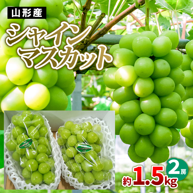 山形産 シャインマスカット 約1.5kg(2房) 【令和7年産先行予