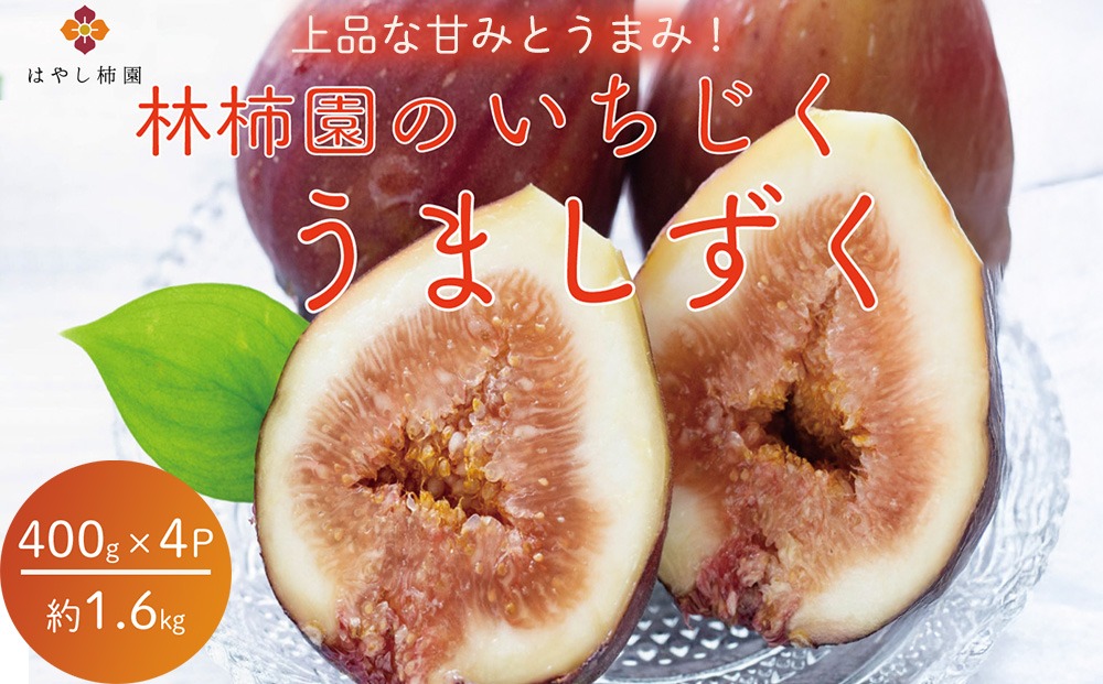 【先行予約】上品な甘みとうまみ！林柿園のいちじく うましずく400g×4P 約1.6kg | 無花果 イチジク 果物 くだもの フルーツ 生 甘い 朝ごはん 朝食 デザート お取り寄せ 国産 産直 岐阜県 瑞穂市 ※2026年8月～発送