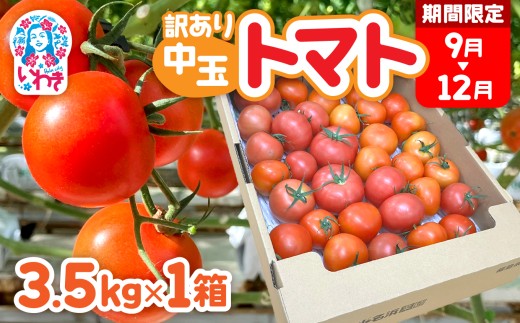 【訳あり】 中玉 トマト 約3.5kg×1箱 中玉トマト 3.5kg 1箱 規格外 不揃い 訳アリ トマト 野菜 やさい 果物 とまと tomato 甘い 数量限定 リコピン トマト フルーツ 国産 2026年 9月～12月 産地直送 数量限定 農家直送 鮮度 新鮮 栽培 美容 わけあり 訳アリ 訳あり品 不揃い サラダ 福島県 いわき市 いわき産 小名浜 菜園 小名浜菜園