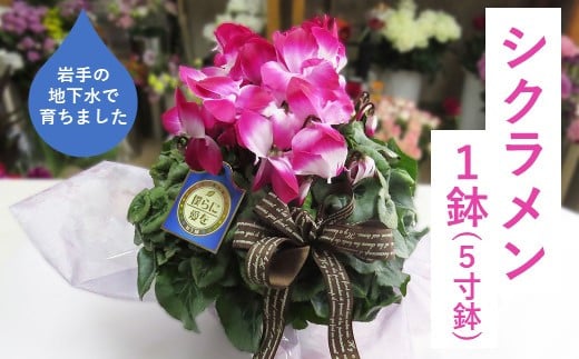 シクラメン 1鉢（ 5寸鉢 ）花 クリスマス 冬の花 鉢植え 6寸 1鉢 高品質 国内産 国産 花 生花 観賞 フラワー インテリア プレゼント 贈り物 ギフト 岩手県 北上市 舶来屋 D0544