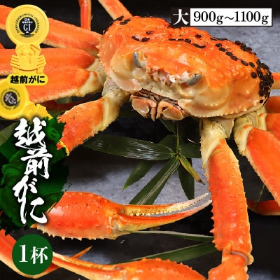 【大】浜ゆで!越前ずわいがに(タグ付きブランド蟹)1杯【2023年3月より順次発送】【配送不可地域：離島】【1373526】