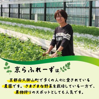 ふるさと納税 久御山町 パクチー500g |  | 01