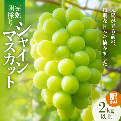 2025年発送【完熟朝採り】訳あり シャインマスカット 2.0kg以上【配送不可地域：離島・北海道・沖縄・東北】【1626587】