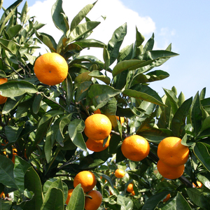【11月下旬頃～1月中旬頃に発送予定】温州みかん 2kg 愛媛 中島産 希望の島 家庭用 みかん 柑橘