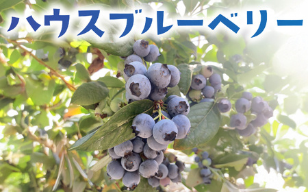 ブルーベリー 400g ハウス栽培 | 【ベリー】