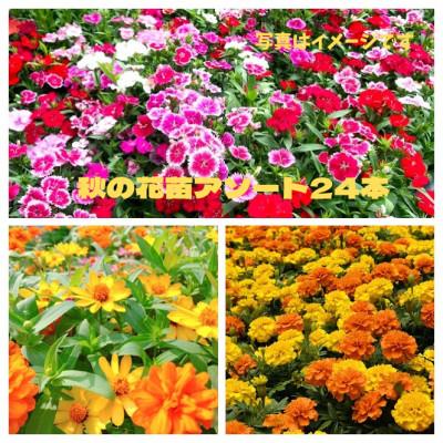 ふるさと納税 美作市 秋の花苗セット24ポット