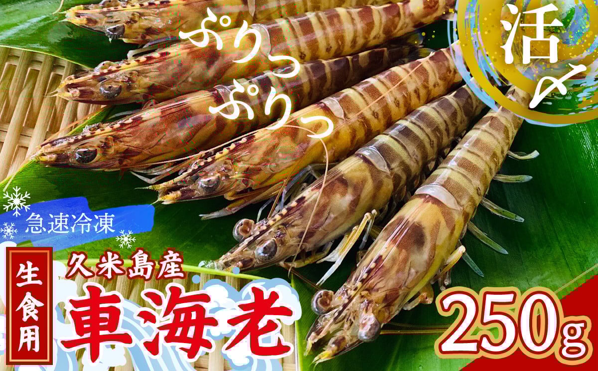 
            【久米島漁協】活〆冷凍車海老　生食用250g 海の幸 海鮮 車えび クルマエビ 高級食材 生食 刺身 鮮度抜群 プリプリ 甘み 旨味 塩焼き 天ぷら 素揚げ BBQ シーフード 贈答 贈り物 お歳暮 お中元
          