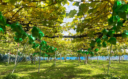【先行予約】【数量限定】【朝採り当日出荷】信州・長野市川中島平産 ぶどう「シャインマスカット」セット 約1kg（2房） 2026年9月下旬より順次発送