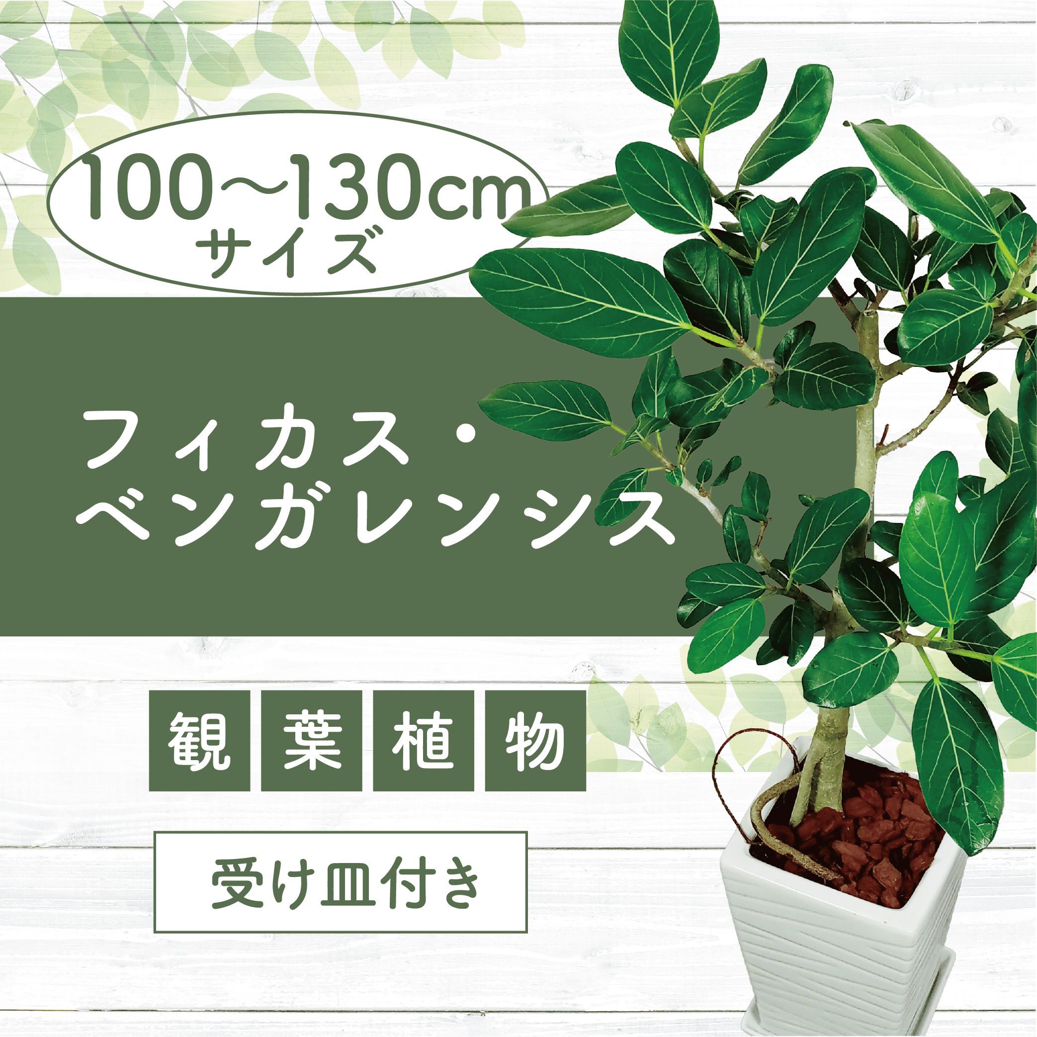 【ふるさと納税】＜先行予約受付中！2026年4月上旬以降順次発送＞フィカス・ベンガレンシス(鉢底より高さ100〜130cm前後・陶器鉢) ※北海道・沖縄・離島配送不可※ 観葉植物 鉢 おしゃれ インテリア グリーン 大型 【トロピカルフルーツ＆プランツ】