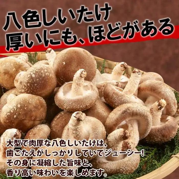 八色 しいたけ 1kg　しいたけ