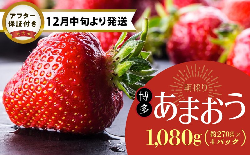 
            【12月中旬より順次発送】農家直送 朝採り新鮮いちご【博多あまおう】約270g×4パック_いちご 博多 あまおう 農家直送 約 270g × 4パック 朝採り 新鮮 果物 フルーツ ストロべリー 冷蔵 食品 食べ物 おやつ スイーツ スムージー ジャム お菓子作り お取り寄せ お取り寄せフルーツ 福岡県 久留米市 送料無料_Fi060
          