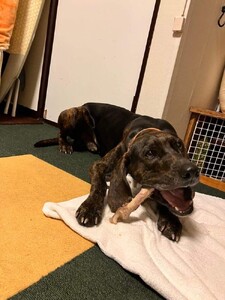 【完全無添加！】鹿肉ジャーキーと鹿の足の骨セット　【 ペットフード ペットフード  ペットフード  ペットフード 】