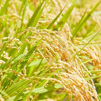 ふるさと納税 川西町 令和7年産　山形県産　つや姫・雪若丸　計10kg |  | 02