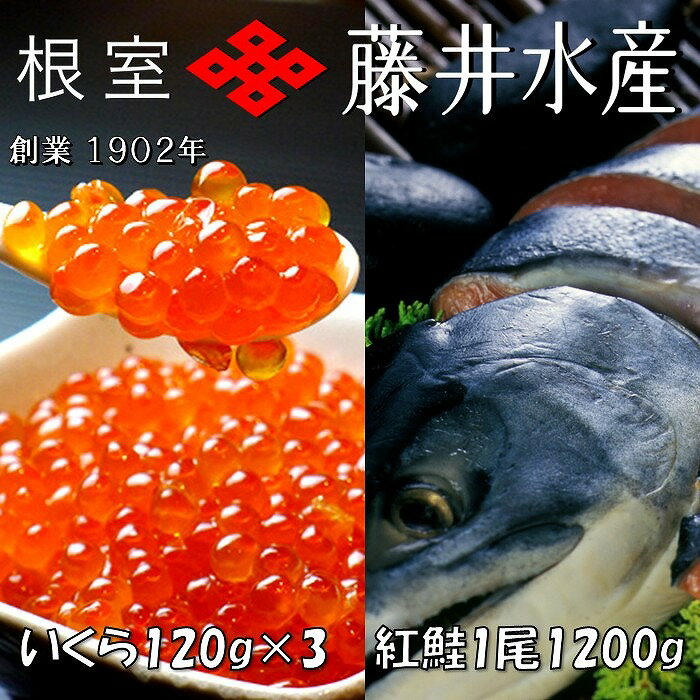 【ふるさと納税】 ＜鮭匠ふじい＞ 紅鮭新巻 1.2kg、いくら醤油漬け 120g × 3P 鮭 さけ サケ しゃけ シャケ 魚 さかな サカナ 紅ざけ 紅ザケ べにざけ ベニザケ 切身 切り身 姿切り イクラ 醤油 醤油漬 魚卵 鮭卵 お取り寄せ グルメ 海鮮 北海道 根室市 ふるさと納税 F-42004
