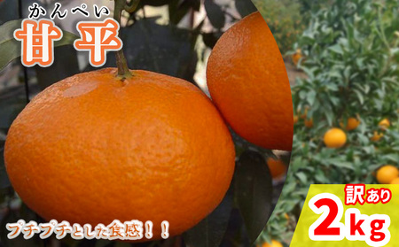 【甘平】【2026年2月から発送予定】甘平 訳あり 2kg 愛媛県 中島産 | 愛媛 松山【NM0141】