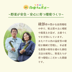 京都府産 極甘ホワイトコーン 48本（約19～19.5kg） とうもろこし トウモロコシ コーン ホイップコーン 季節の野菜 農家直送 旬 旬野菜 国産 野菜 朝採り 産地直送 期間限定 甘い コーン