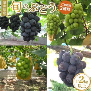 ぶどう 2026年 ご家庭用 旬のぶどう 2種類 合計 2kg 以上 産地直送 ぶどう ピオーネ