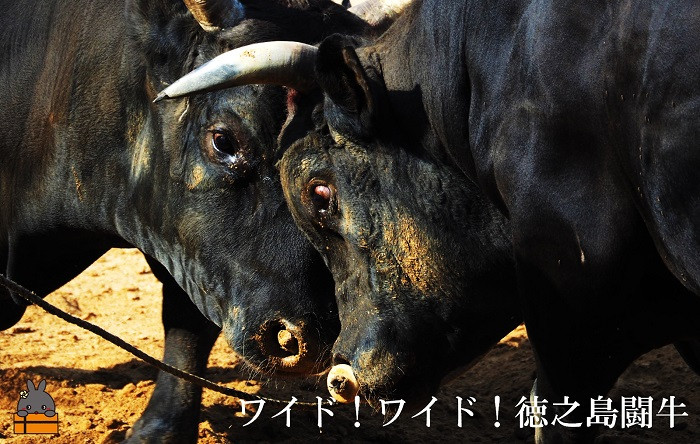 本場 徳之島の闘牛の迫力を感じてください！