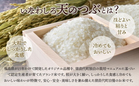 令和7年産 猪苗代町ブランド米 いなわしろ天のつぶ( 精米 ) 10kg ｜ お米 白米 福島 大粒 寿司 和食